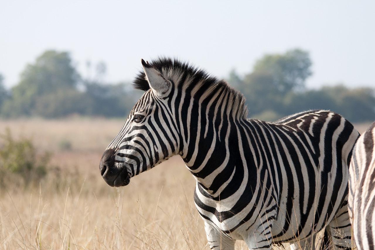 zebra, animal, mammal-2283914.jpg