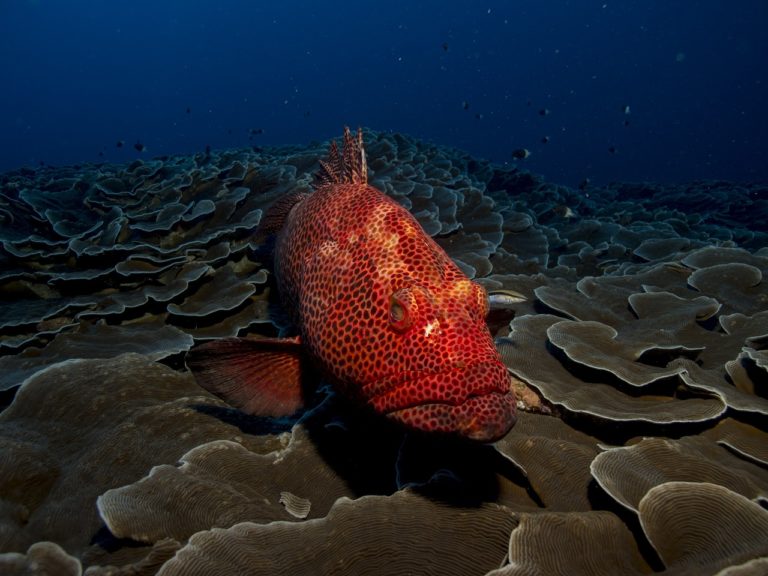 fish, grouper, red-1118892.jpg