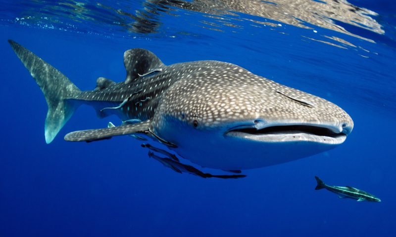 Whaleshark